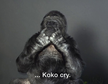 Goril Koko'nun insanlığa bir mesajı var
