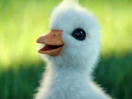 Donald Duck olmak isteyen bir ördek yavrusu