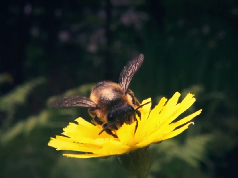 Pornhub'dan arılara yardım eli