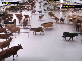 Sığırlarla dolu bir havaalanı
