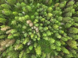 Daha yeşil bir Türkiye için 11 milyon ağaç
