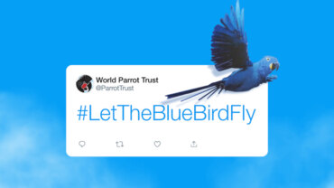 Mavi kuş uçsun diye